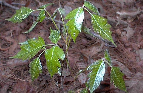 File:Poisonoak.jpg