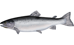 File:Salmo salar.png
