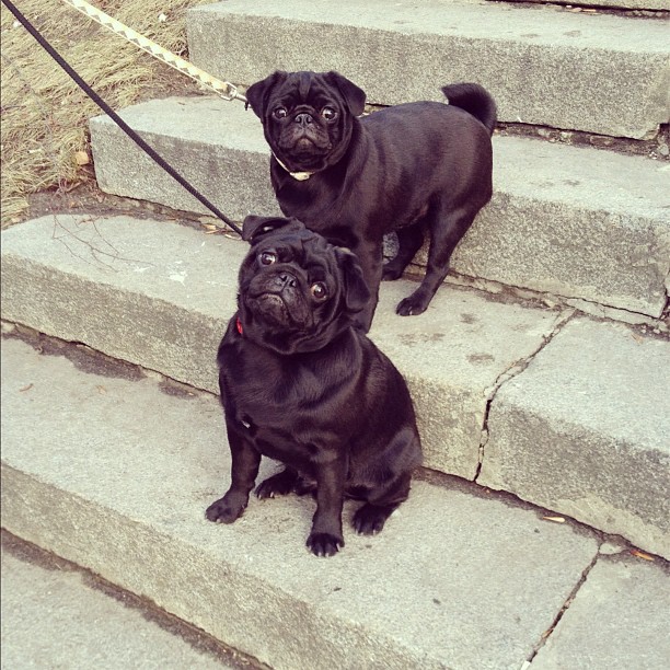 File:Vader and Coco.jpg