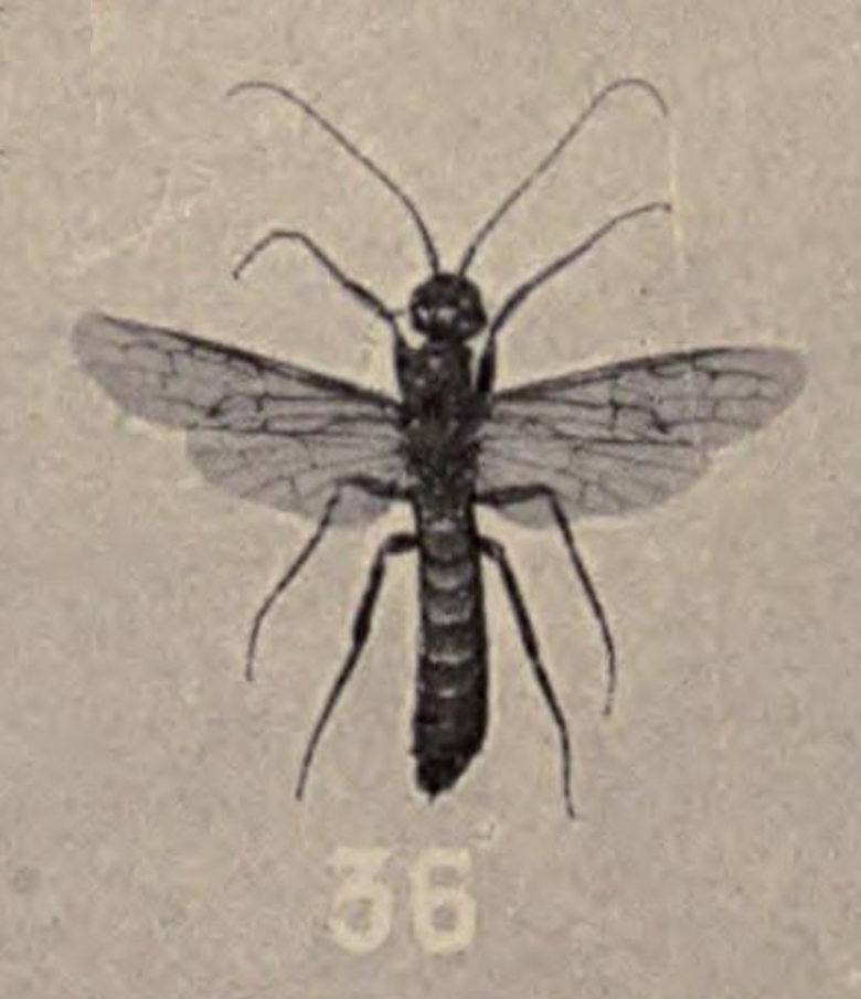 File:Xeris morrisoni Howard 1901.png