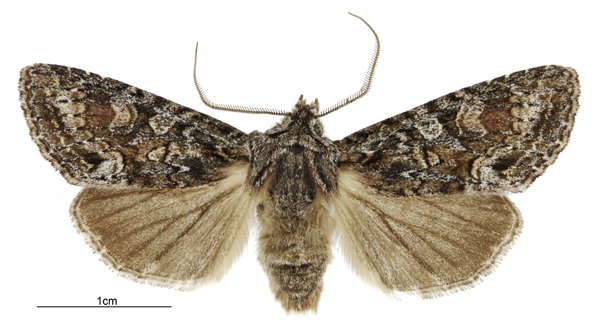 File:Graphania petrograpta male.jpg