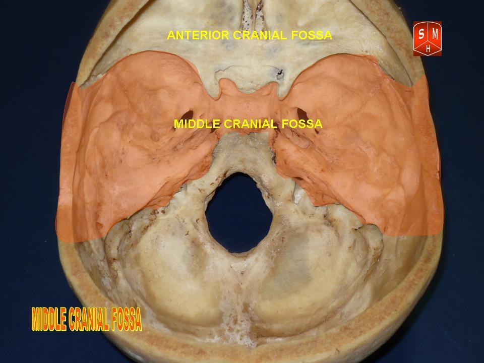 File:Base of skull 23.jpg