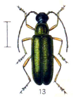 File:Grammoptera ustulata.png
