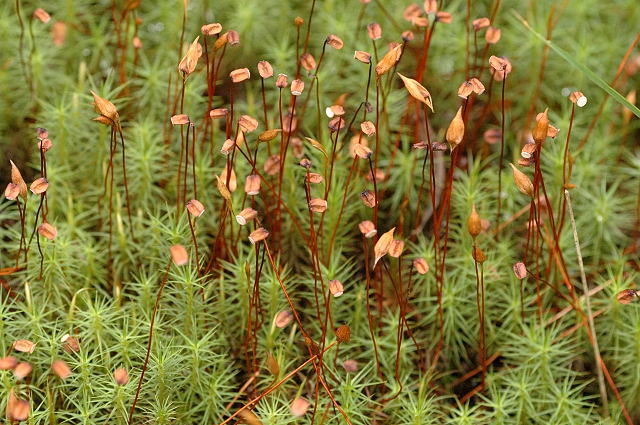 File:Polytrichum.commune.2.jpg