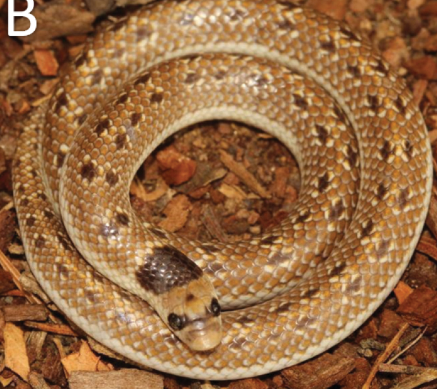 File:Prosymna angolensis.png