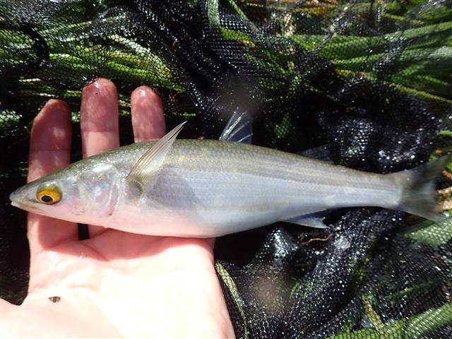 File:Yellow-eye mullet.jpg