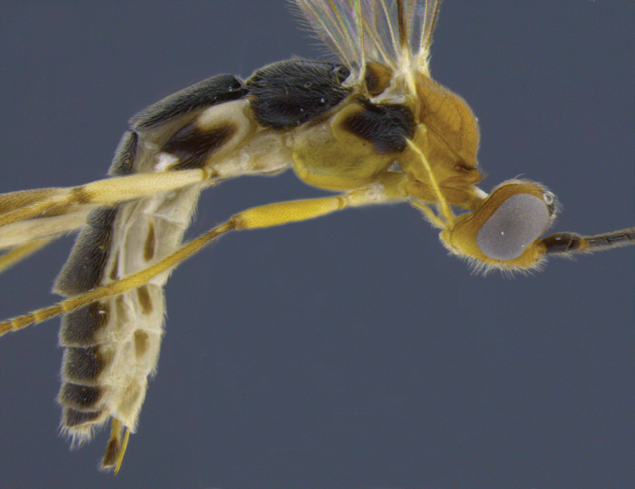 File:Aleiodes shakirae gr.jpg