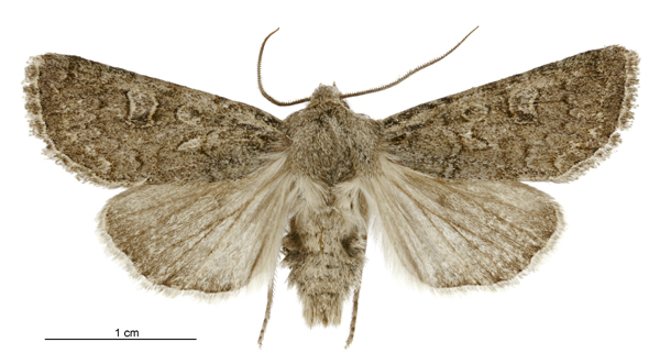 File:Aletia s.l. sistens male.jpg