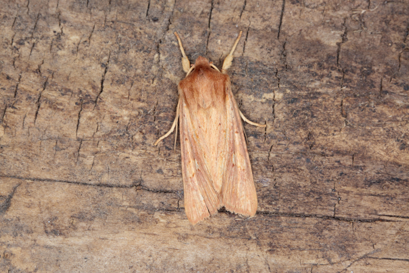 File:Ichneutica seducta 82636545.jpg