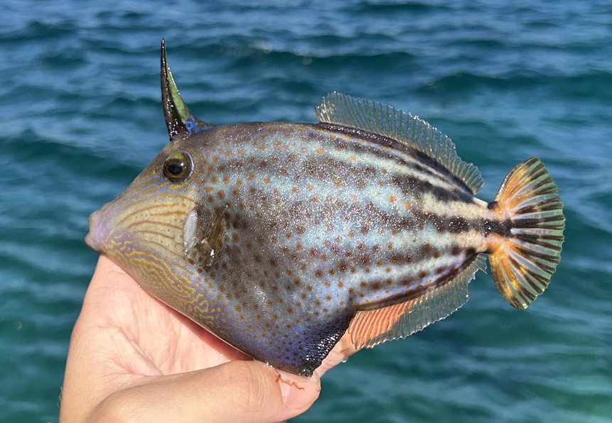 File:Cantherhines pullus 364965448 (cropped).jpg