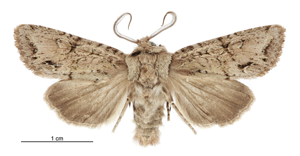 File:Graphania beata male.jpg
