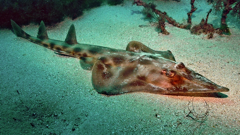 File:Aptychotrema rostrata murrays beach.jpg