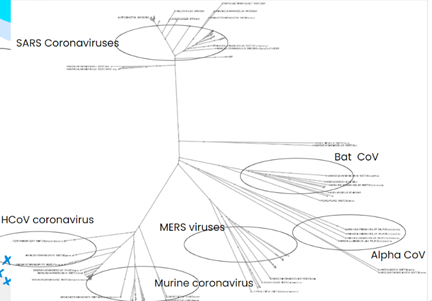 File:Betacoronavirus Phylogenetic Tree.png