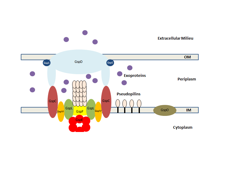 File:Type II secretion system.png