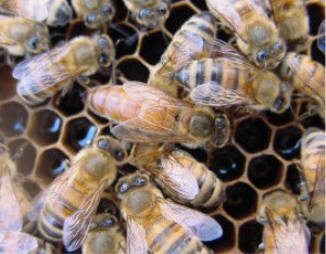 File:Adult queen bee.jpg