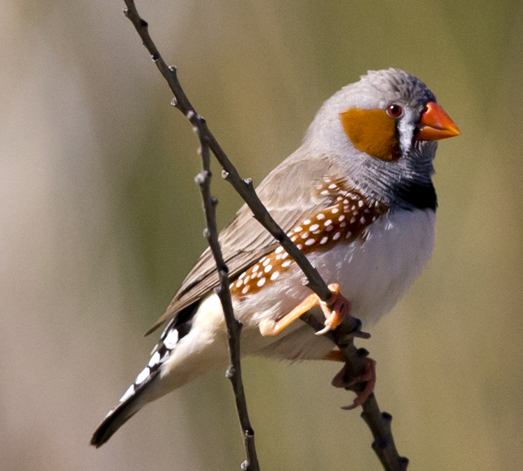 File:Taeniopygia guttata -Karratha, Pilbara, Western Australia, Australia -male-8 (2).jpg