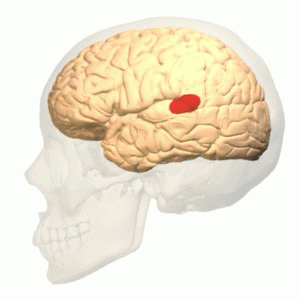 File:Wernicke's area animation.gif