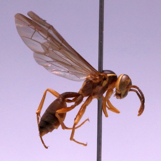 File:Angiopolybia pallens.jpg