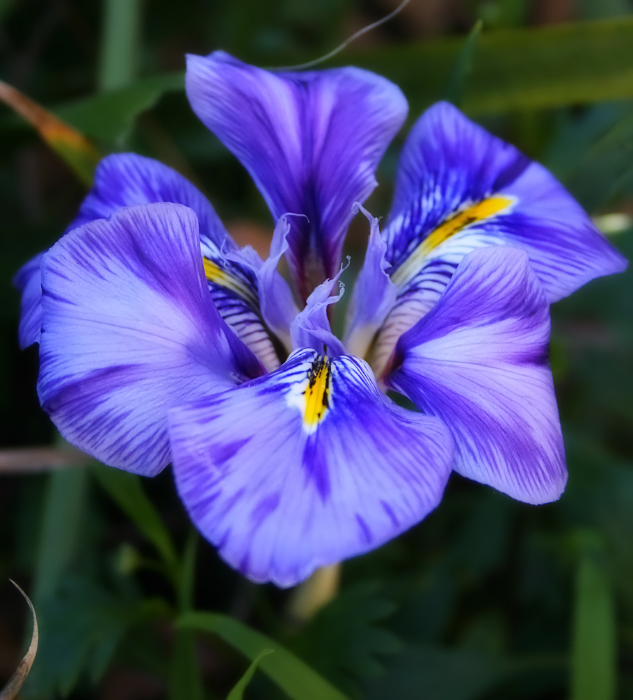 File:Blue Australian Iris.jpg