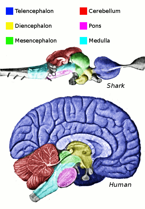 File:Vertebrate-brain-regions.png