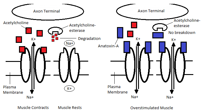 File:Anatoxina.png