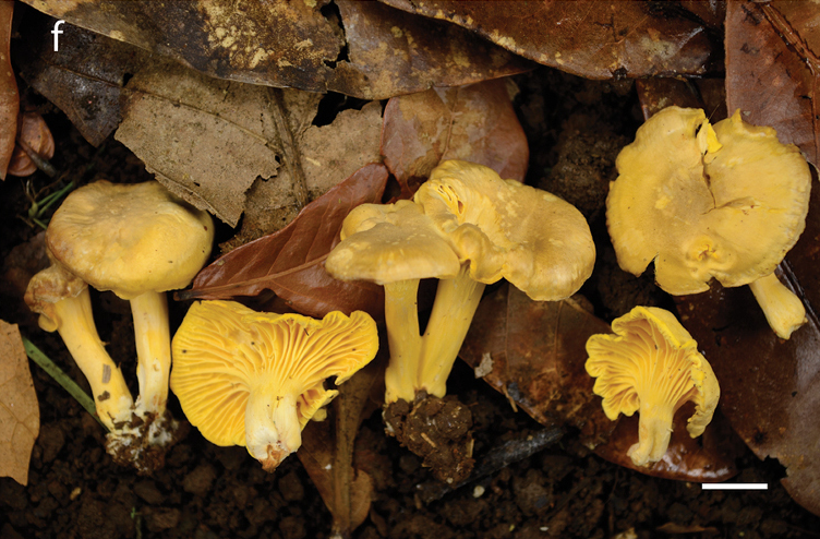 File:Cantharellus (10.3897-mycokeys.80.61443) Figure 2f.png