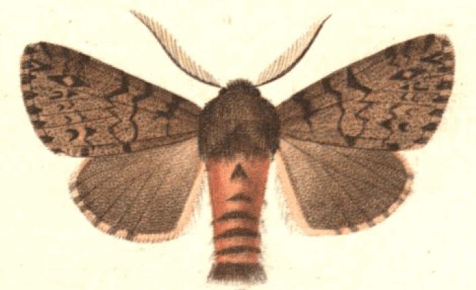 File:Lymantria atlantica.jpg
