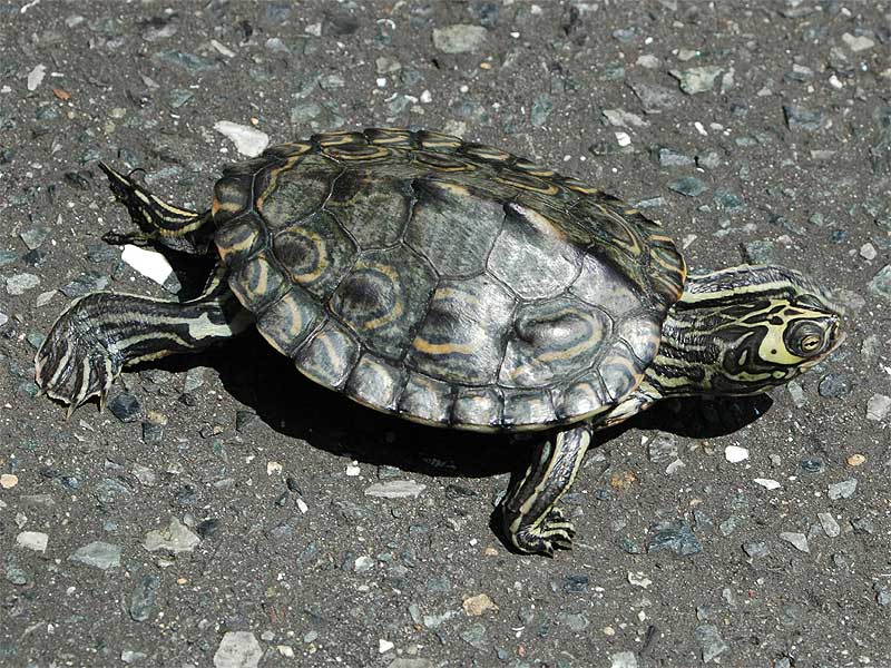 File:Barbour's Map Turtle kame.jpg