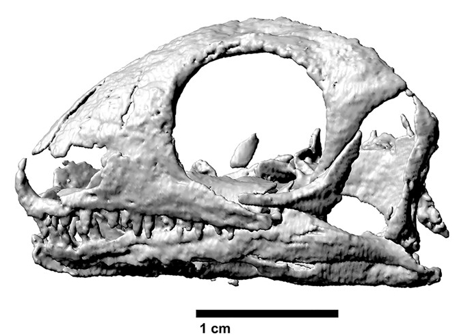 File:Eunotosaurus sp. (MK 16-1, skull).jpg