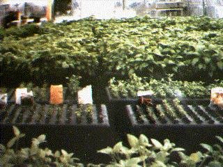 File:GTI-Aeroponic Growing System-1985.jpg