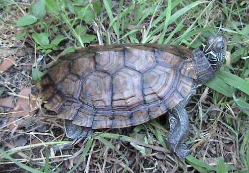 File:Graptemys pseudogeographica cropped.jpg