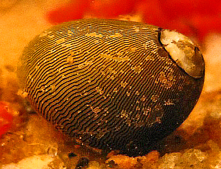 File:Neritina reclivata.jpg