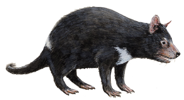 File:Phylogenetic tree of marsupials derived from retroposon data (Dasyuromorphia).png