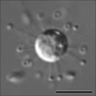 File:Solarion arienae (morphology and ultrastructure) crop.png