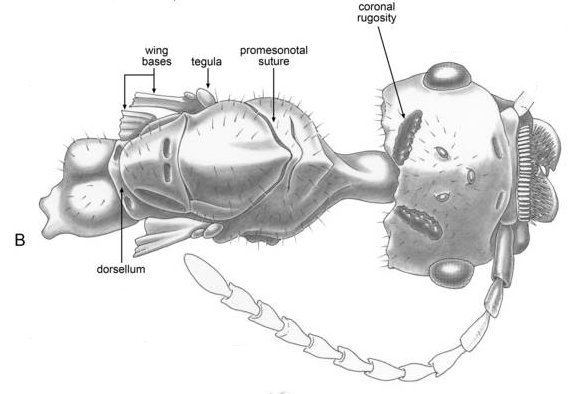 File:Zigrasimecia tonsora illustration 01b.jpg