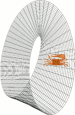 File:Fiddler crab mobius strip.gif