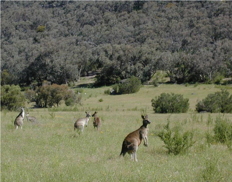File:Kangaroos Maranoa.JPG