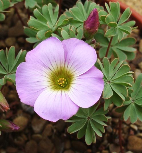 File:Oxalis enneaphylla.jpg