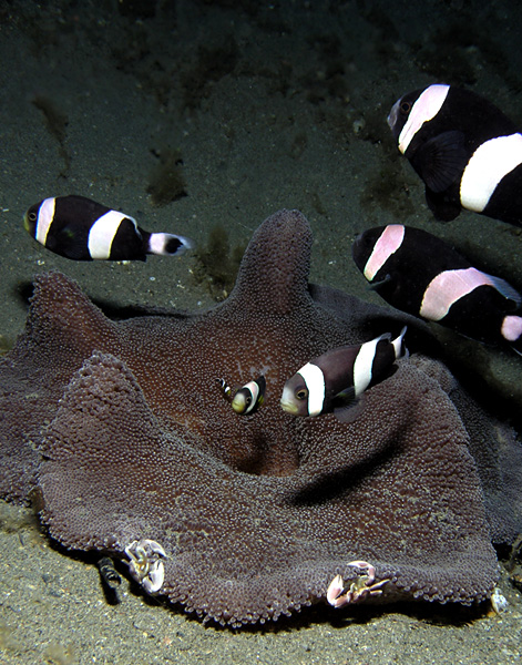 File:Saddleback anemonefish.jpg