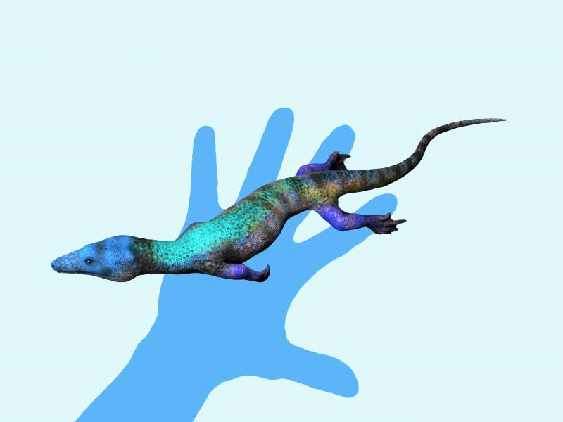 File:Coeruleodraco NT.jpg