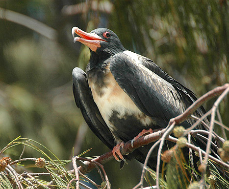 File:Lesser frigatebird lei.jpg