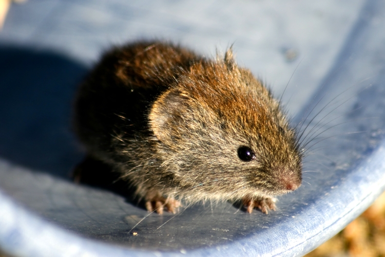 File:Myodes rufocanus.jpeg