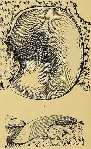 File:Aff Delphinosaurus scapula.png