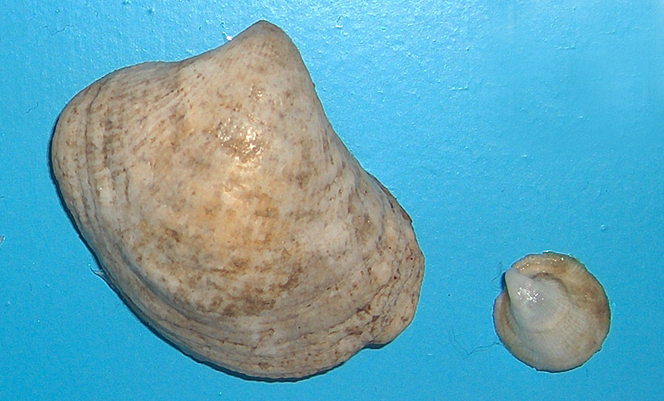 File:Capulus ungaricus 001.jpg