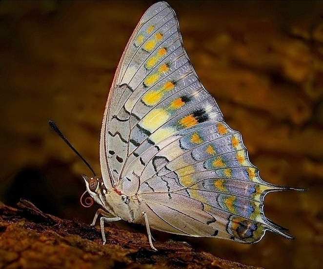 File:Charaxes solon at MNP.jpg