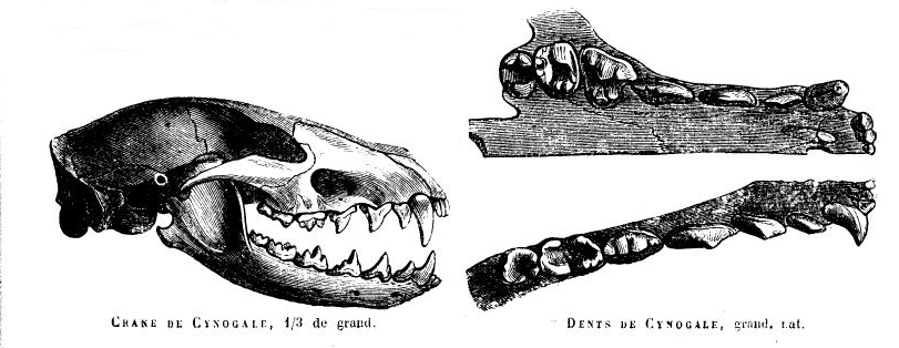 File:Cynogaleskull.png
