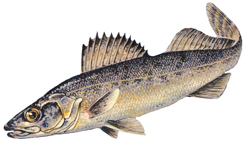 File:Blue walleye.jpg