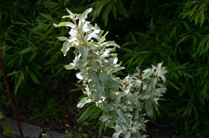 File:Elaeagnus-commutata-total.JPG