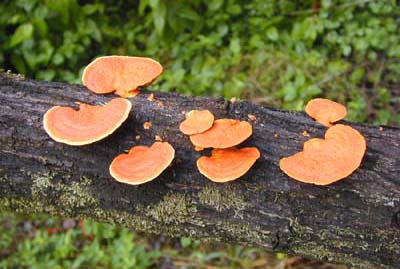 File:Fungi bracket reduced.jpg
