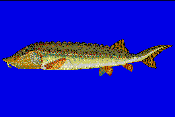 File:Huhus u0.gif